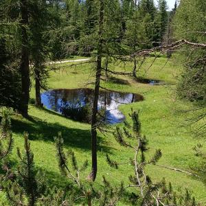a pond in the middle of a field with trees at Stanza Malga Ciauta in Villanova +6 photos