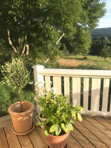 two potted plants sitting on a wooden deck at Lakeside House, Storstugan in Ramvik +111 photos