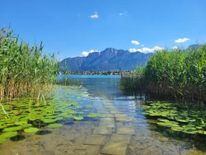 a river with lily pads in the water with mountains at Ferienhof Mitterbauer in Mondsee +2 photos
