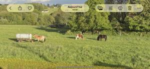 a group of horses grazing in a field at Le Menes in Andenne