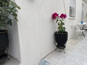 a plant in a black pot on a wall at Milky house Vrachati in Vrachati