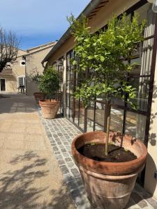 a potted tree in a pot on the side of a building at Mas Guerite - Provence in Aubignan +26 photos
