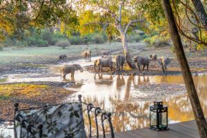 a herd of elephants standing in a river at Painted Dogs Lagoon in Kakumbi