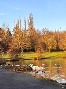 a group of ducks swimming in a pond at Motel M69 in Leicester