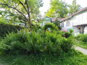 a garden in front of a house with plants at Arslanbob guest house Mamajanov in Arslanbob