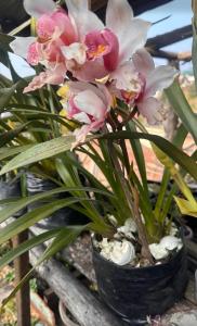 a bunch of pink flowers in a black vase at Y Not Sonada in Sonāda