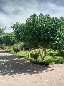 a dog laying in the grass under a tree at Laker's barn in Gulu