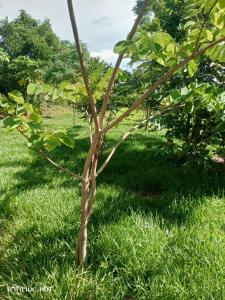 a small tree in the grass in a field at Laker's barn in Gulu +4 photos