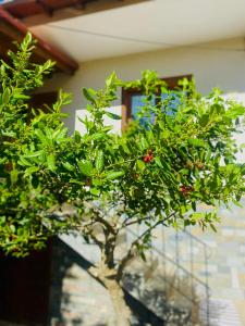 a tree with red berries on it in front of a building at Triangle Park Apartments A2 in Kozani