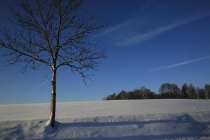a tree in a snow covered field with a blue sky at Dom nad Szelmentem in Przejma Wysoka