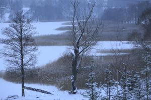 two trees in a field with snow on the ground at Dom nad Szelmentem in Przejma Wysoka