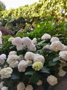 a bunch of white flowers in a garden at Cortile Fiorito Bed and Breakfast mini appartamento in Gorizia