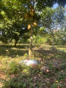 a person laying in the grass next to a tree at Nhà Đồi 1981 in Lập Liên