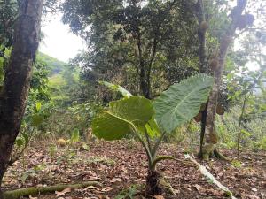 a plant with large green leaves in a forest at Nhà Đồi 1981 in Lập Liên