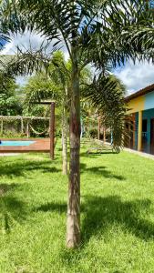 a palm tree in a park with a pool at The Jungle, Guriú, CE in Guriú