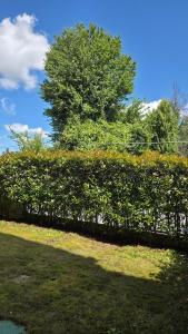 a hedge with flowers and a tree in the background at Appartamento moderno e spazioso con giardino privato in Selvazzano Dentro +13 photos