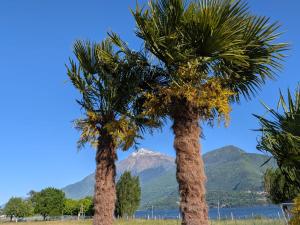 two palm trees with a mountain in the background at Casa Fee in Gravedona