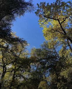 a view of the sky through the trees at Bulle d'Alma - Bio climatique in Sotta +1 photo
