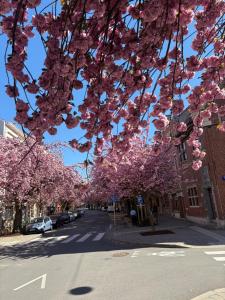 a tree with pink flowers hanging over a street at Attic European Quarter in Brussels