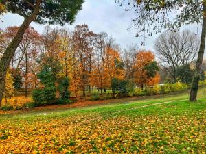 a park with fall leaves on the grass and trees at Padova in Cedro in Padova