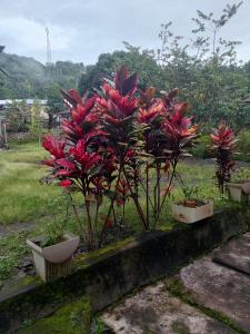 three plants in pots on a ledge in a garden at Chepclean in Kelimutu