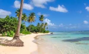 a beach with a palm tree and the ocean at Paradies Caraïbes II in Les Abymes
