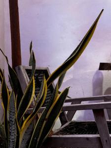 a plant in a pot next to a bench at Departamento completo casarosa in Valladolid
