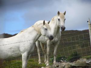 Altri animali domestici presso il bed & breakfast o nei dintorni