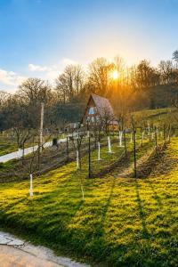 a vineyard with the sun setting in the background at Căsuța de pe Vale in Sighetu Marmaţiei