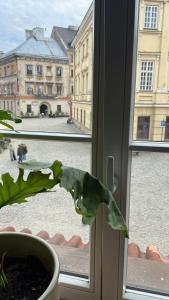 a plant in a pot sitting in a window at Rynek 5 Winiarnia in Lublin