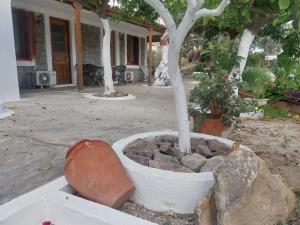 a tree in a pot next to a building at Sea View Garden in Poros
