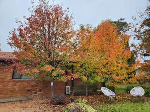 two chairs under a tree in front of a house at Bowral Central Garden Apartment in Bowral +2 photos