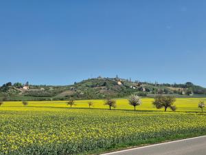 a field of yellow flowers next to a road at Weinbleibe Weingut Beyer in Dorndorf