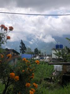 a field of flowers with a mountain in the background at Fable homestay in Pedong +10 photos