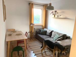 a dog standing in a living room with a couch at Grądy-Woniecko Place in Grądy