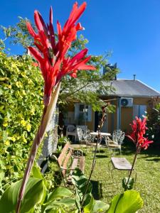 a red flower in the yard of a house at Alojamiento Villa Elisa in Villa Elisa