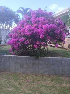 a bush with purple flowers in front of a house at Le cocon de Coco in Lamentin