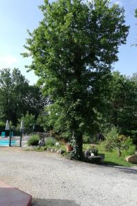 a tree on the side of a road next to a pool at Le roqual in Carsac-Aillac