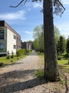 a tree on a gravel road next to a building at The Baltic Sea Hideaway in Narva-Jõesuu