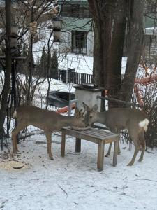 two deer standing around a picnic table in the snow at Nordstrands Ro in Oslo
