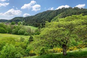 a tree in a field with a mountain in the background at Ferienwohnung Schrödter in Schramberg