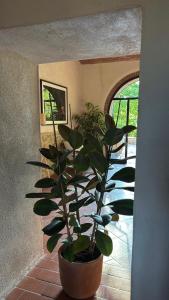 a large plant in a pot in a hallway at Holistic Hotel MadreSelva in Casole dʼElsa +15 photos