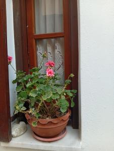 a potted plant sitting on a window sill at Irida mariaSmall studio in Agios Ioannis Pelio
