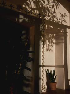 a plant in a pot next to a window at Holistic Hotel MadreSelva in Casole dʼElsa