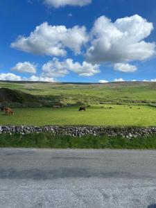 a group of horses grazing in a green field at Fanore Apartment 3 in Fanore