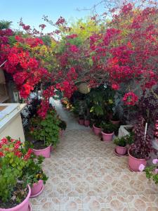 a row of pink flowers in pots in a garden at Μαργαρίτα 1 in Fiskardo