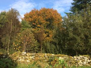 a stone wall in front of a group of trees at Sanctuary Apartment nestled in nature in Westport