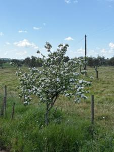 a tree with white flowers in a field at Monte da Palmeira in Vila Nova da Baronia