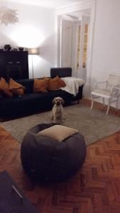 a dog sitting in the middle of a living room at Casa do Centro in Abrantes
