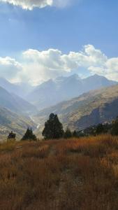 a field of tall grass with mountains in the background at Gremuspa Homestay in Kyelang